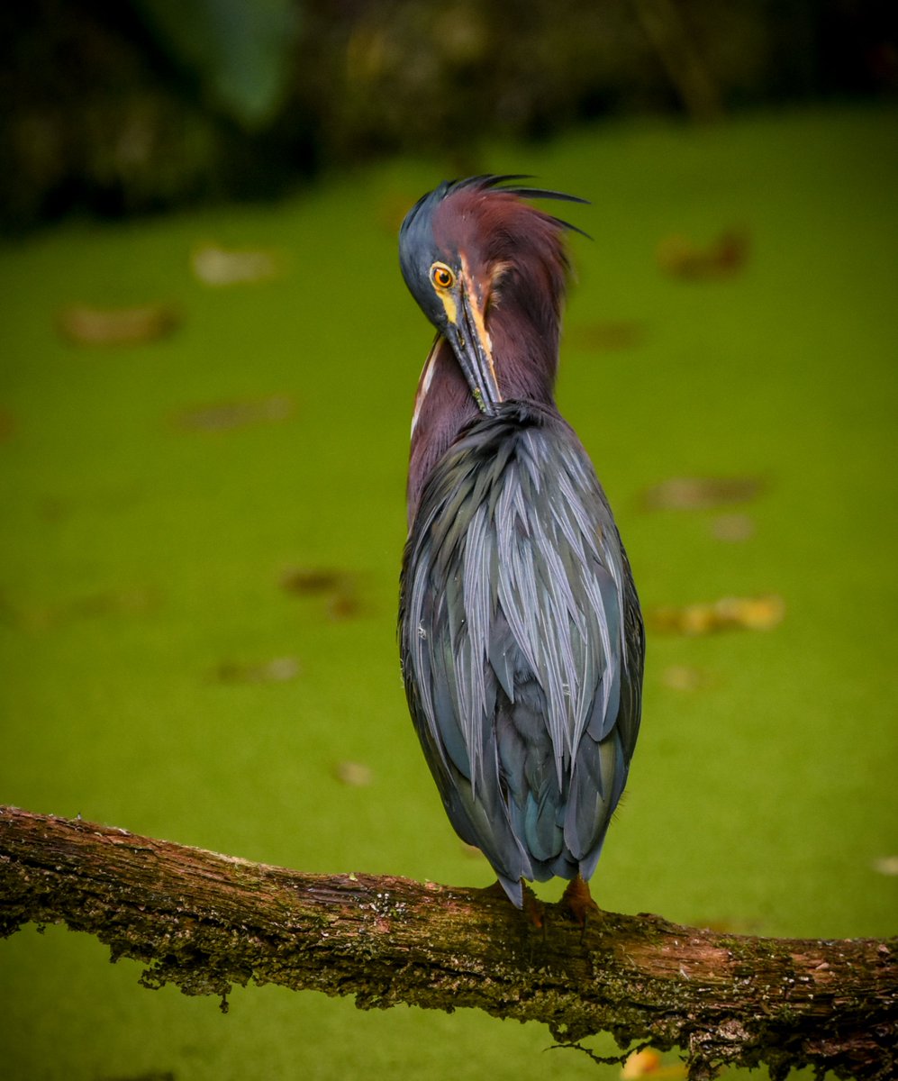 thegreenheron's tweet image. The Daily #GreenHeron