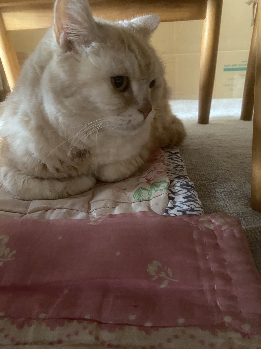 休みができたので一年に一回しか会わない懐いてない猫の元へ来ました