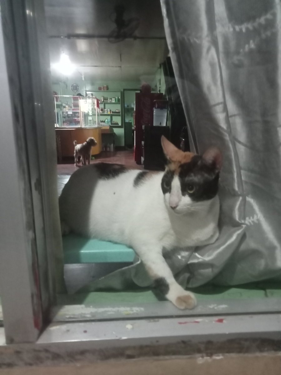 VIP_ECHO's tweet photo. kiyowo😸 https://t.co/Jz6lFuIb0u