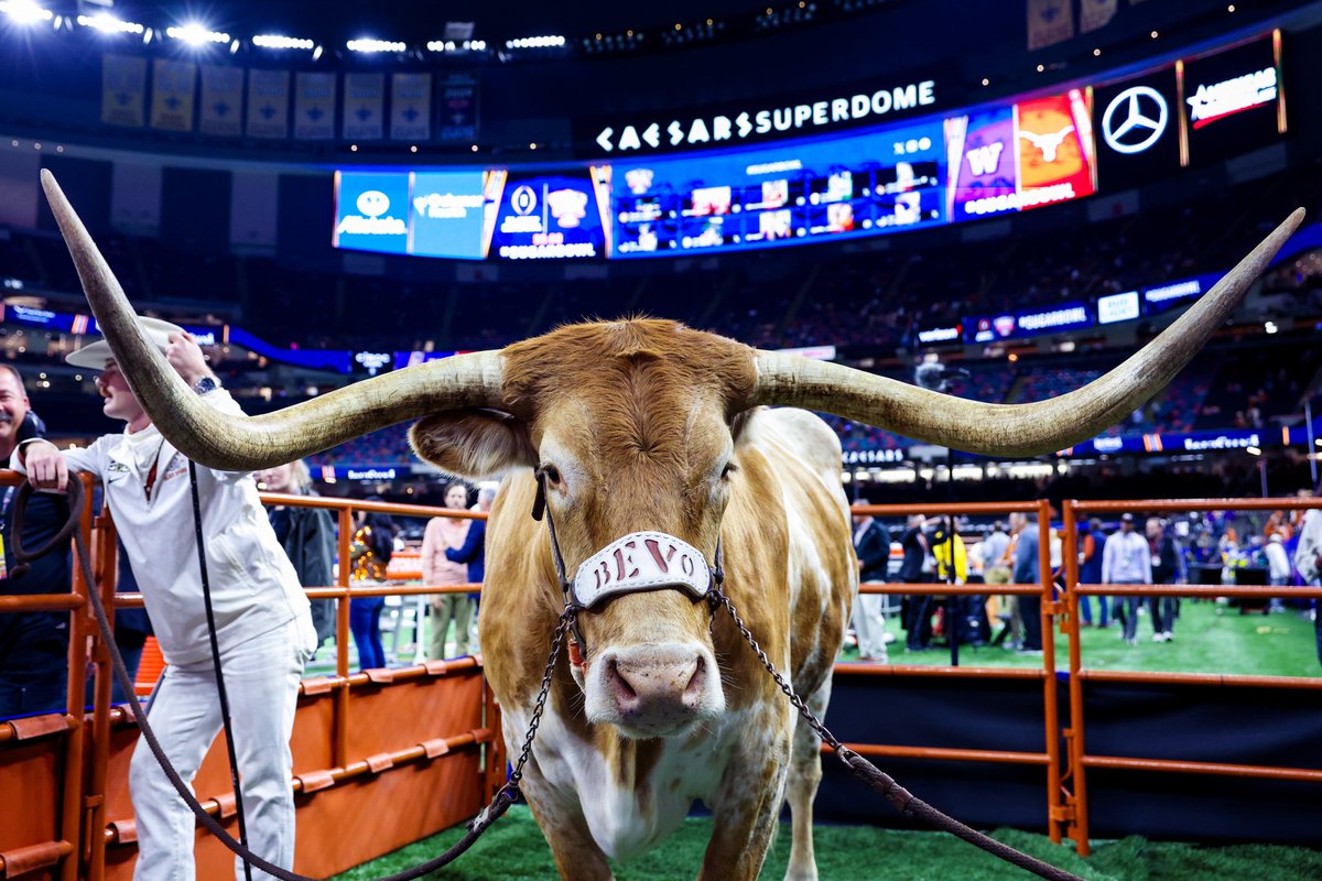 Bevo. 

#CFBPlayoff #SugarBowl 

Shot for <a href="/thedaily/">The Daily of the University of Washington</a> <a href="/UWDailySports/">The Daily Sports</a>
