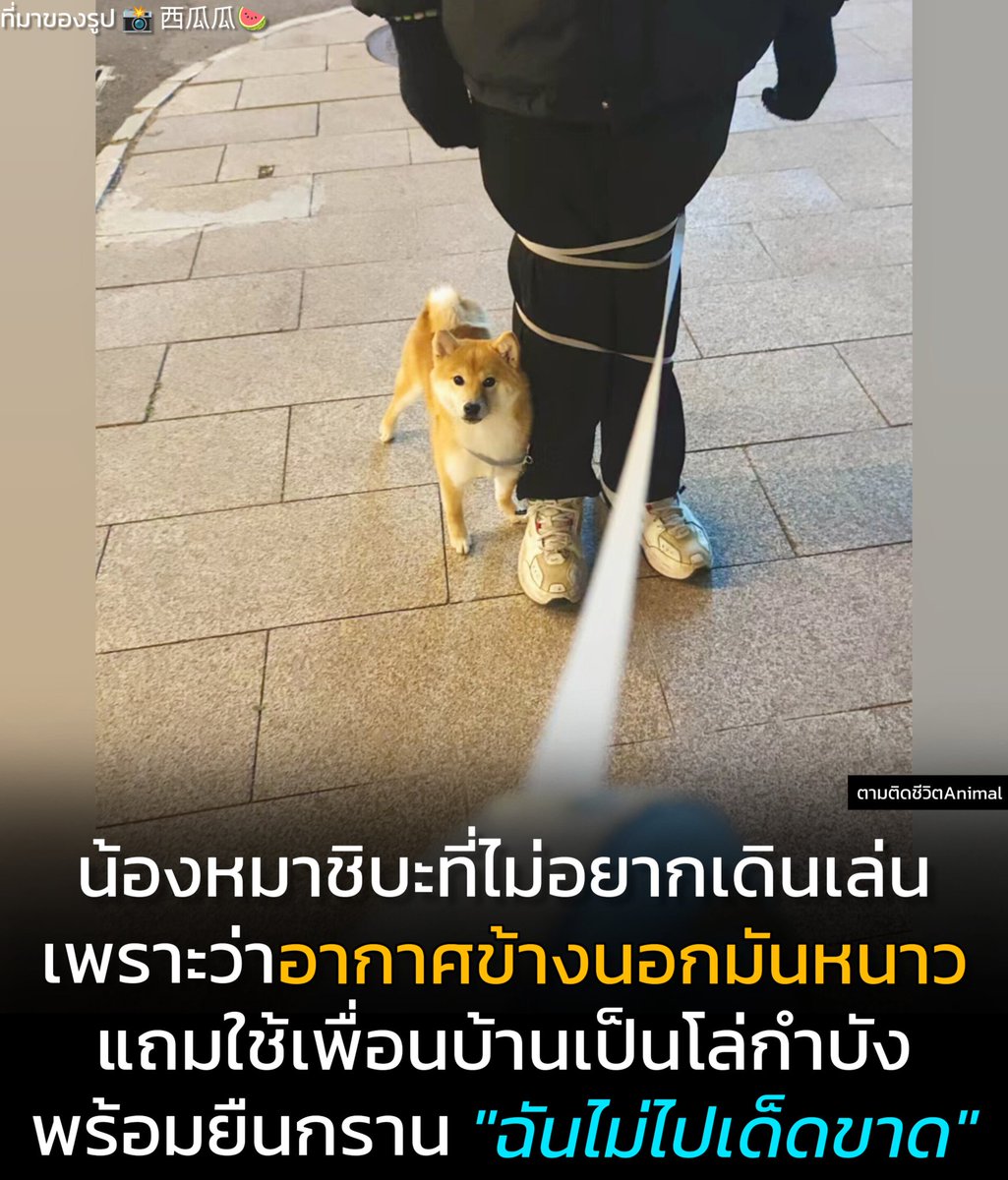ตามติดชีวิตAnimal tweet media