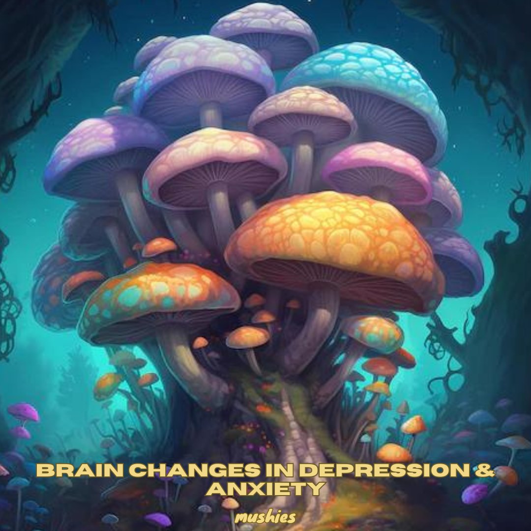 MushiesCanada's tweet image. "Untreated depression & anxiety reshape the brain: Amygdala grows, intensifying emotions, while the hippocampus shrinks, affecting memory. This alters logical thinking & emotion responses. 🧠 #BrainChanges #MentalHealthInsights"