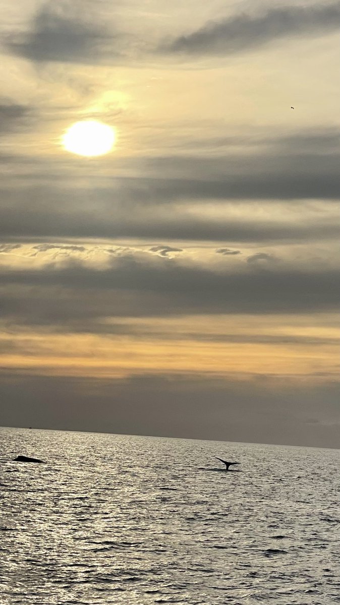 'Kicked off the new year in Puerto Vallarta with an incredible surprise – spotted a majestic whale breaching the ocean's surface! 🐋#NewYearMagic #PuertoVallarta #mexico #newyeargetaway #chicalocca #nature #sunset