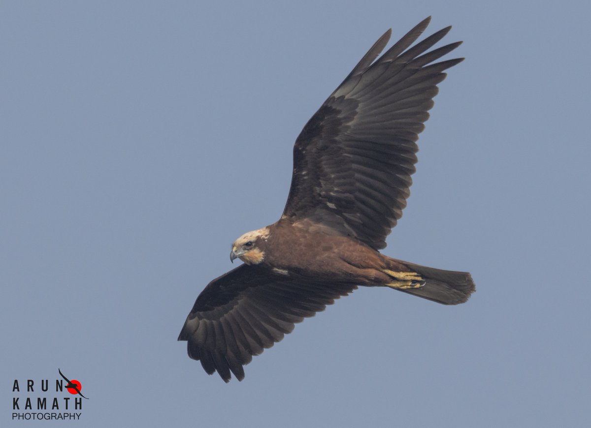 Lets soar like the Marsh harrier. The best shots of this raptor you can get in NCR is at Chandu near the kanal side. Mostly perfect light and low flight above the reeds. #IndiAves #BirdsOfTwitter #TwitterNatureCommunity