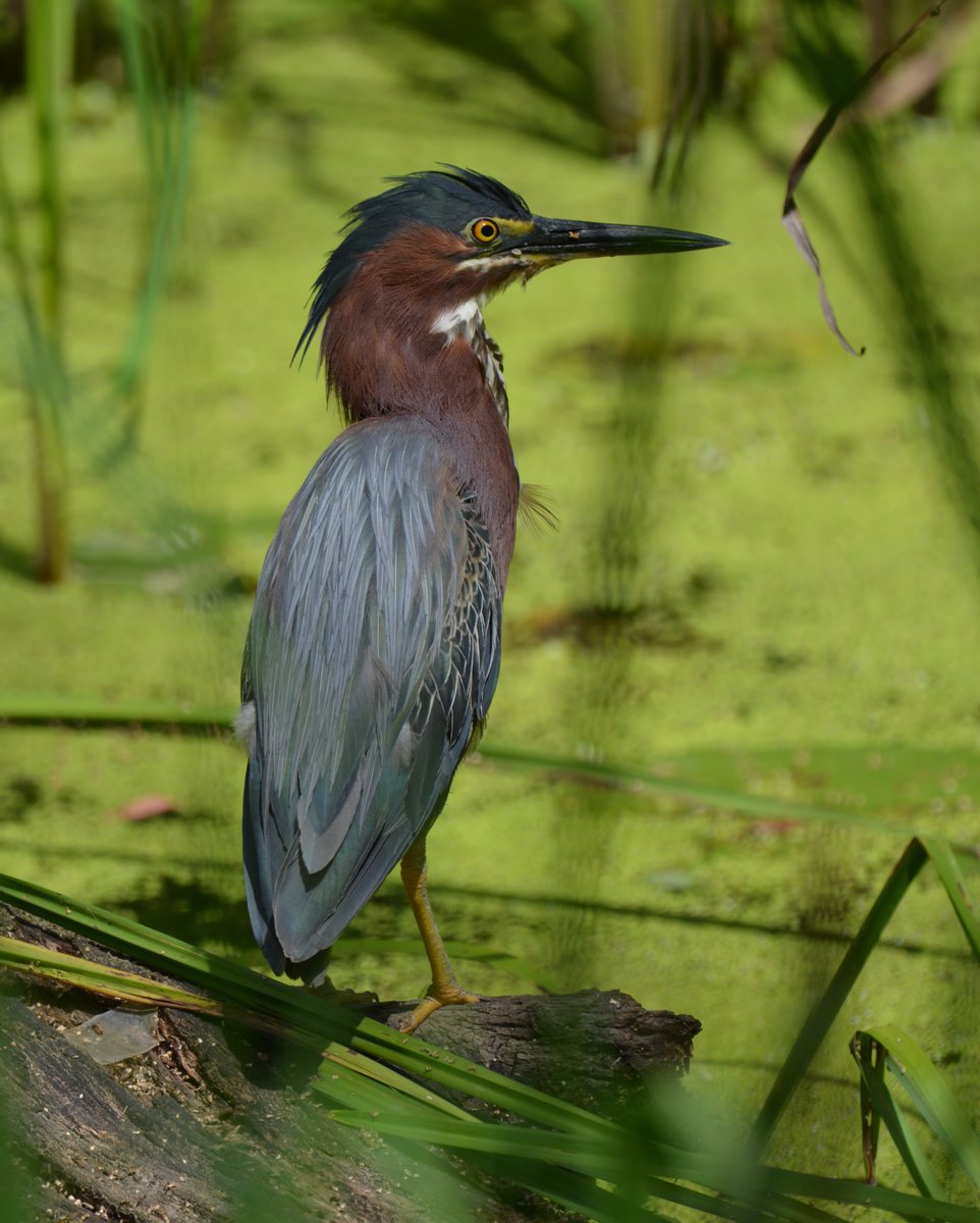 thegreenheron's tweet image. The Daily #GreenHeron