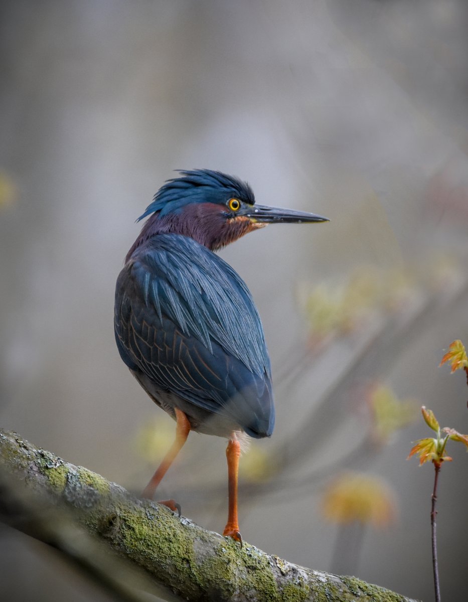 thegreenheron's tweet image. The Daily #GreenHeron