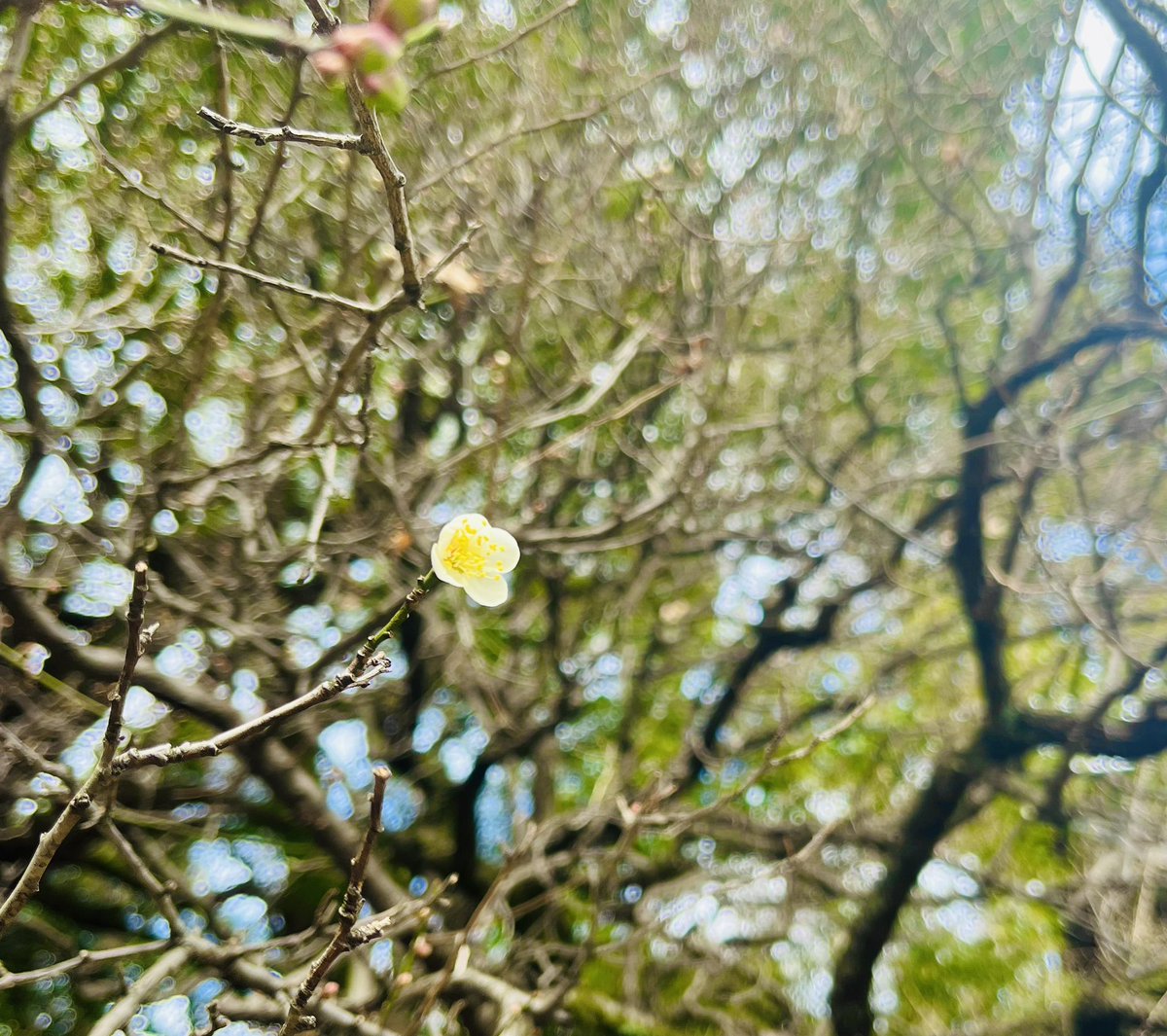 asaaaaamaaaaai's tweet photo. 年が明けて早くも色んな話題を聞くわけですが、今年も人生を楽しむぞ、と思っております。

近くの神社に行ったら、梅が咲いてた。
良い年にするぞ🌸 https://t.co/tiKsdXBTa3