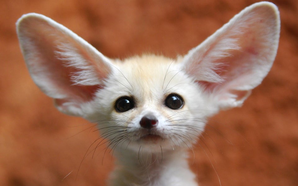 Fennec Every Hour! (@fenneceveryhr) on Twitter photo 
