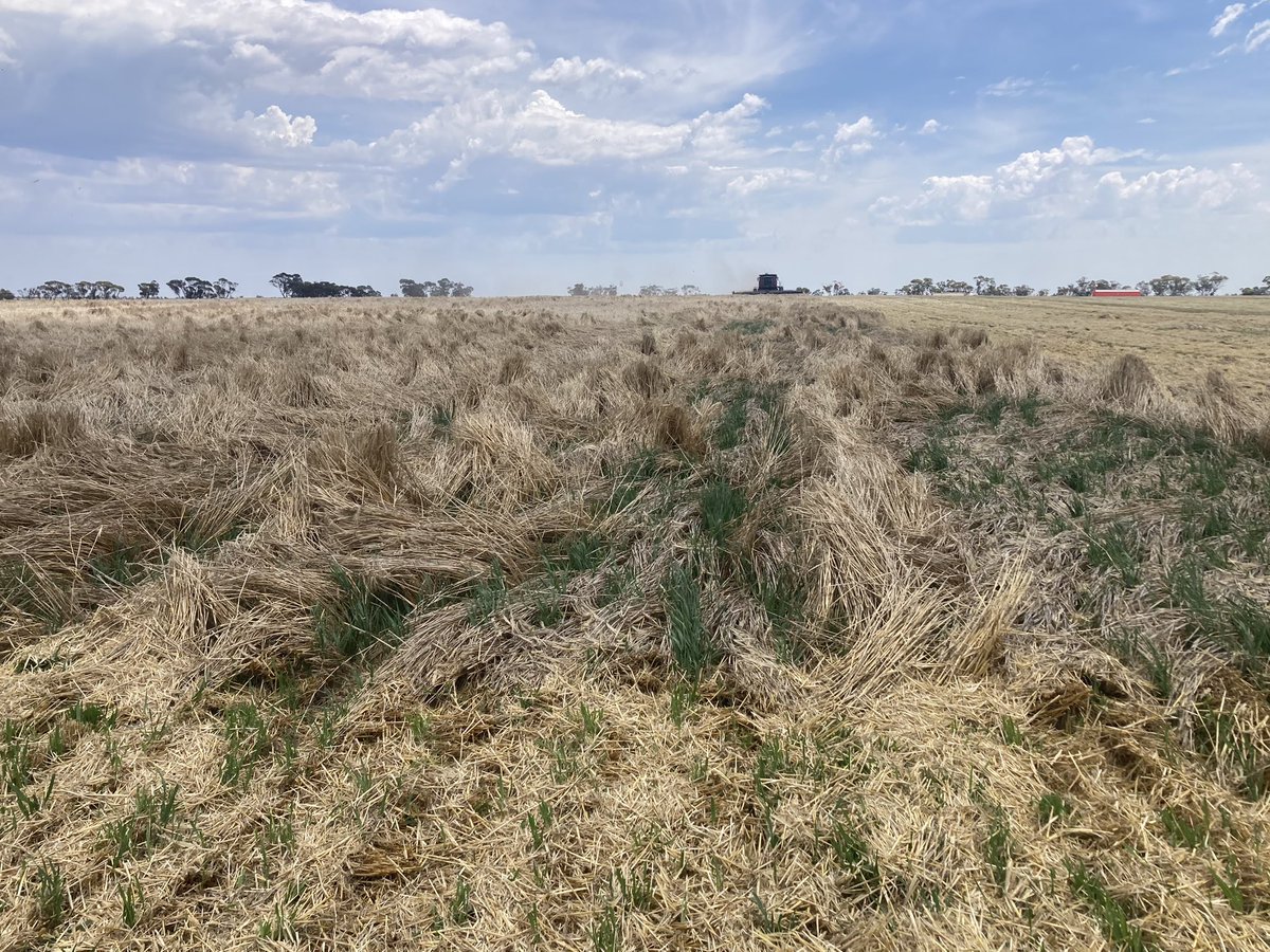 Many headaches finishing the barley, be glad to see the back end of this stuff.