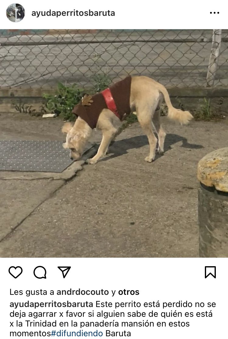 PerroUsuario's tweet photo. Reporta @afoca13: La Trinidad, Caracas Urgente!  Perro extraviado en Baruta, se busca a sus dueños https://t.co/bE3ggCBmot