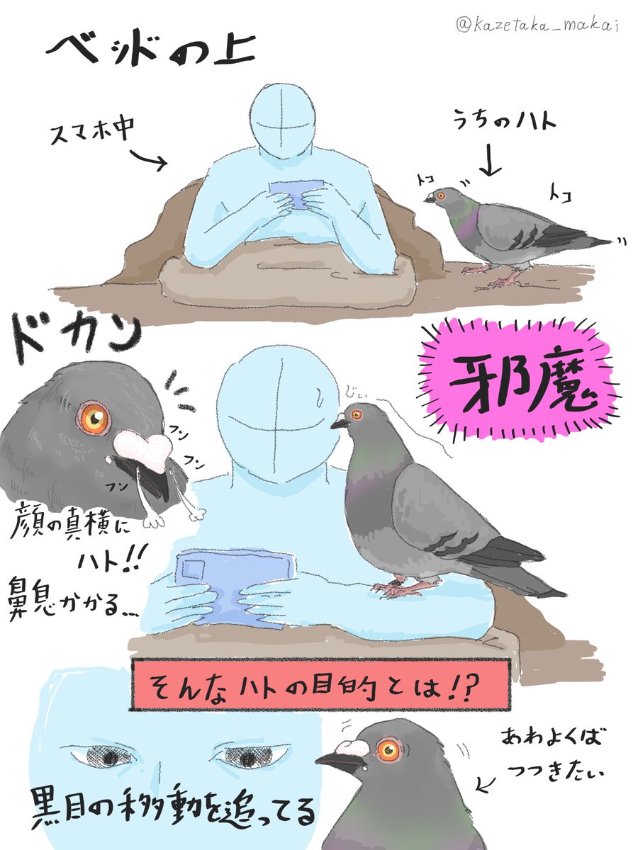 風鷹(かぜたか) na platformě X: „鼻息荒く心昂る鳥 ❁レース鳩