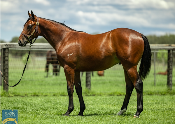 Tara Madgwick (@breednet) on Twitter photo Juvenile Trial Watch - this girl has a half-brother by King's Legacy for MM 2024 breednet.com.au/news/26653/juv… <a href="/mmsnippets/">Magic Millions</a> <a href="/parsons_creek/">Parsons Creek</a> <a href="/CoolmoreAus/">Coolmore Australia</a> Juvenile Trial Watch - this girl has a half-brother by King's Legacy for MM 2024 breednet.com.au/news/26653/juv… <a href="/mmsnippets/">Magic Millions</a> <a href="/parsons_creek/">Parsons Creek</a> <a href="/CoolmoreAus/">Coolmore Australia</a>