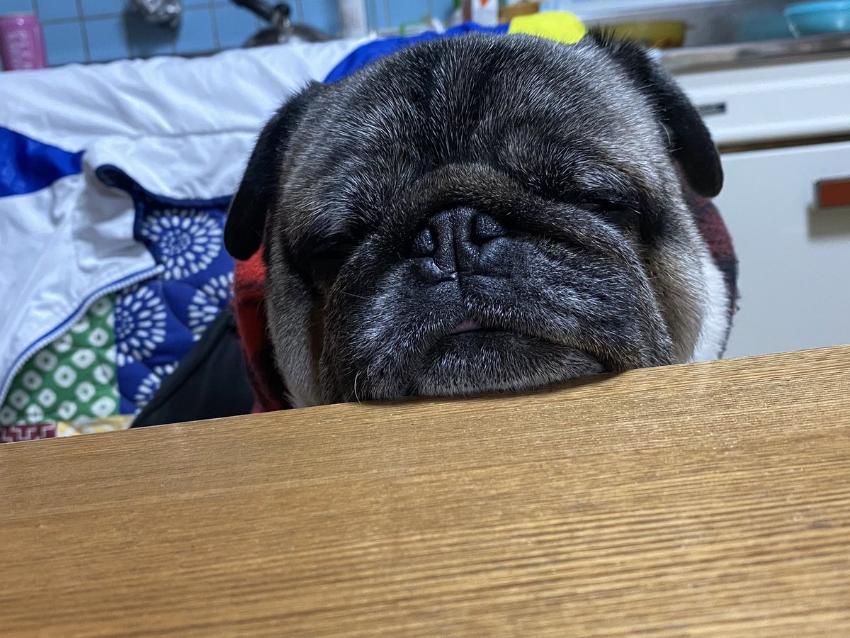 dot_apple's tweet photo. 出遅れましたが…

あけましておめでとうございます
今年もマイペースな母子ですが
よろしくお願いします(о´∀`о)

明日で年末年始のお休みも終わりなので
昨日氏神さんだけ参拝して
今日は家でまったり、
おせちの残り物つついて過ごします https://t.co/BHC8SRDlPK
