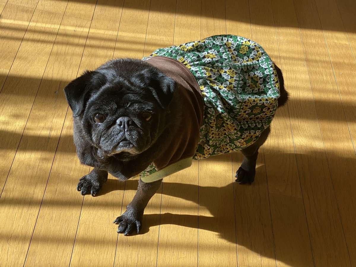 dot_apple's tweet photo. 出遅れましたが…

あけましておめでとうございます
今年もマイペースな母子ですが
よろしくお願いします(о´∀`о)

明日で年末年始のお休みも終わりなので
昨日氏神さんだけ参拝して
今日は家でまったり、
おせちの残り物つついて過ごします https://t.co/BHC8SRDlPK