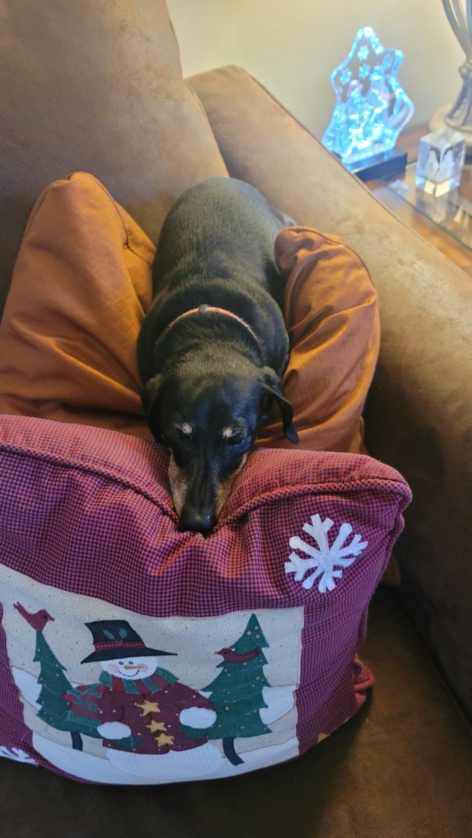 DavidsonMLD1's tweet photo. It's a dogs life! https://t.co/iVvXxROBj1