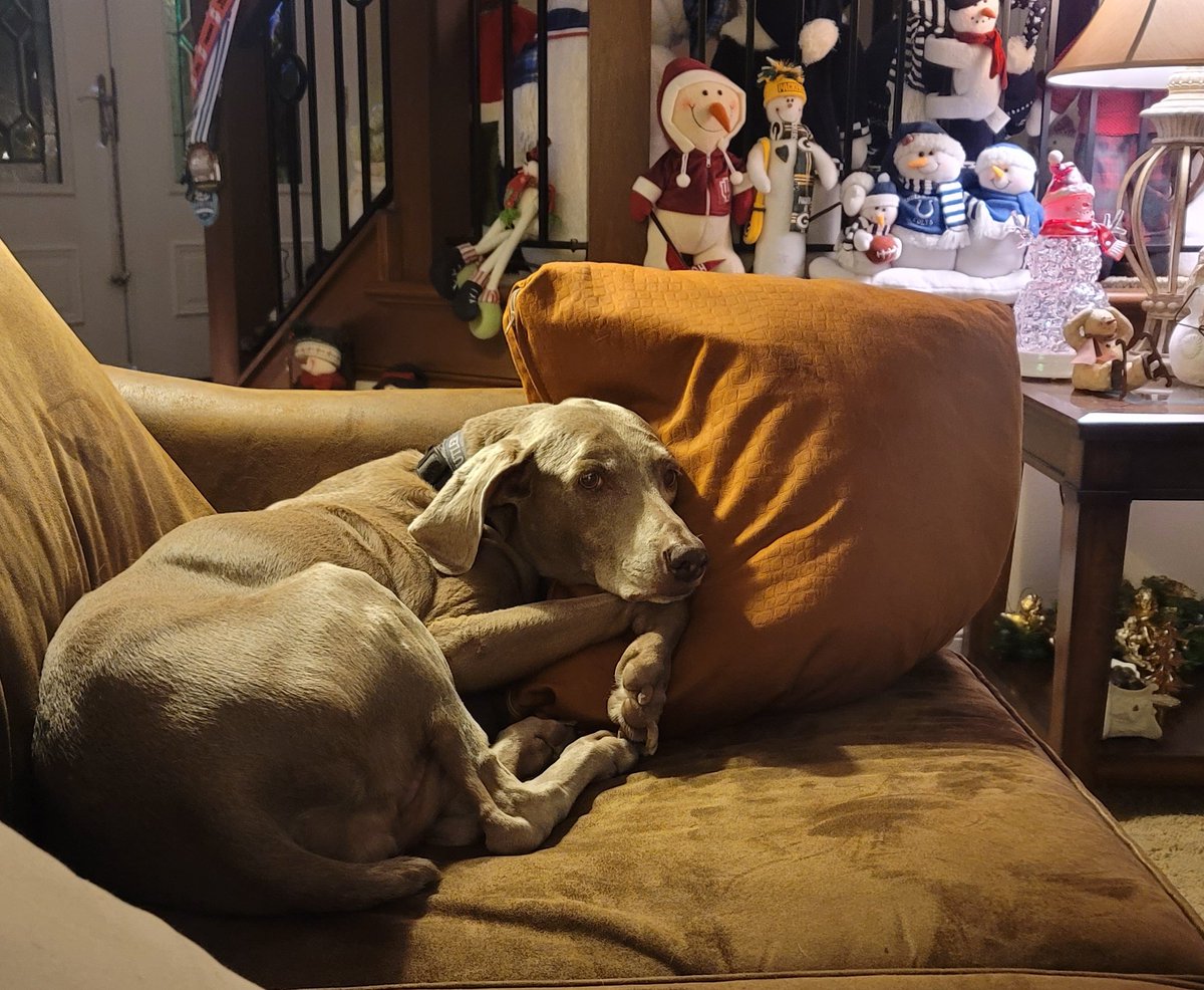 DavidsonMLD1's tweet photo. It's a dogs life! https://t.co/iVvXxROBj1