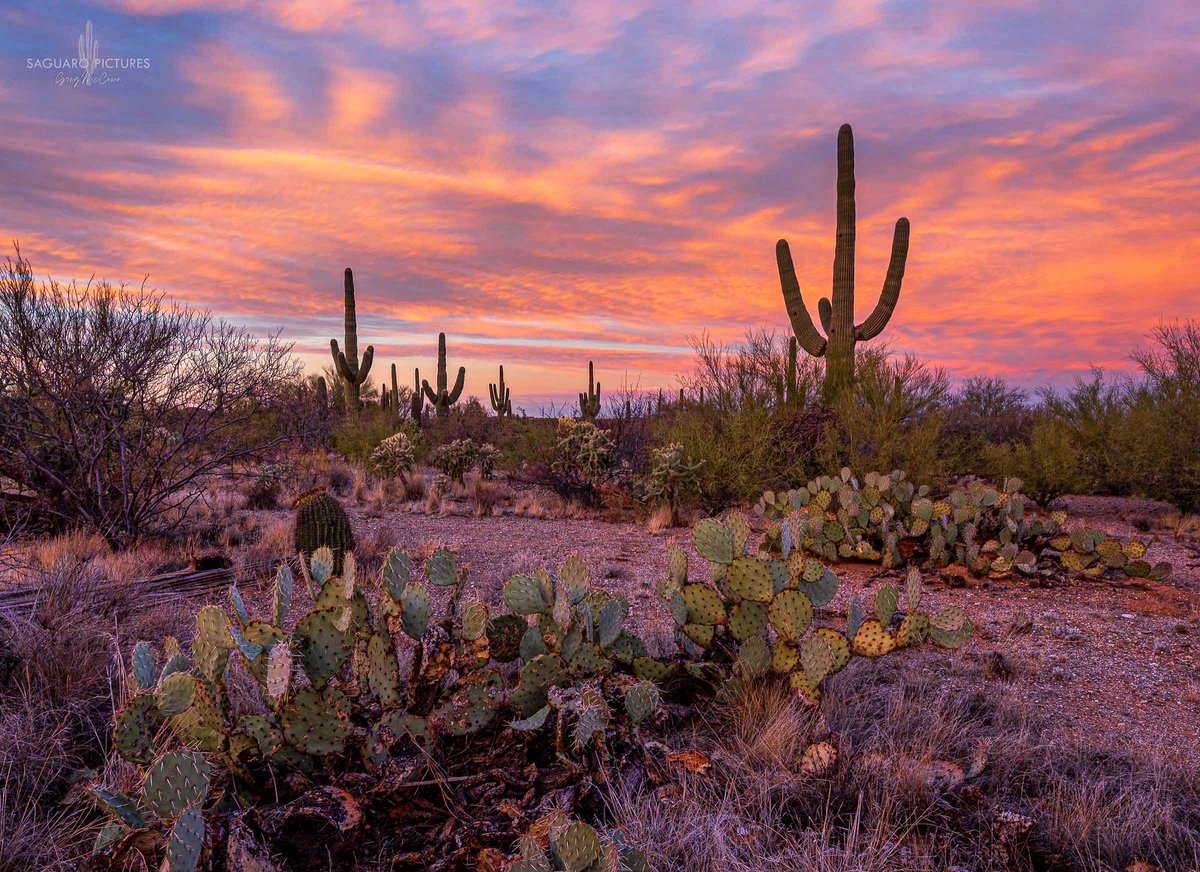 First sunrise of 2024, and we’re off to a good start! #saguaronationalpark #tucson