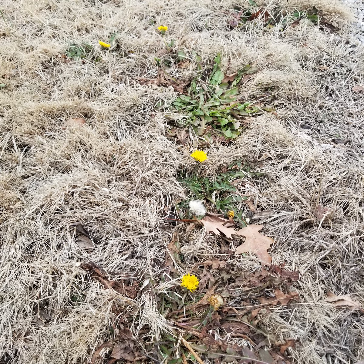 kit_kittberry's tweet photo. Beginning of the year.  Dandelions shinning bright in the cold and cloudy weather. https://t.co/SzwaaoPeOC