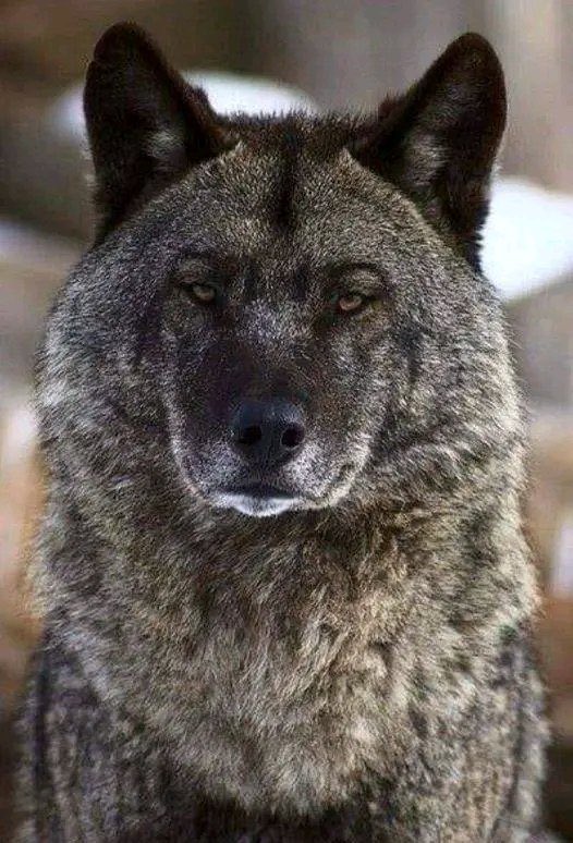 <a href="/cctvidiots/">Milky Senior</a> The wolf never eats corpses, neither animals, nor people; it spends its whole life with a partner, it does not mate with its mother or sister; it is a monogamous animal, it does not deceive.
If a partner dies, the wolf remains alone; it knows its young ones well: it is the only
