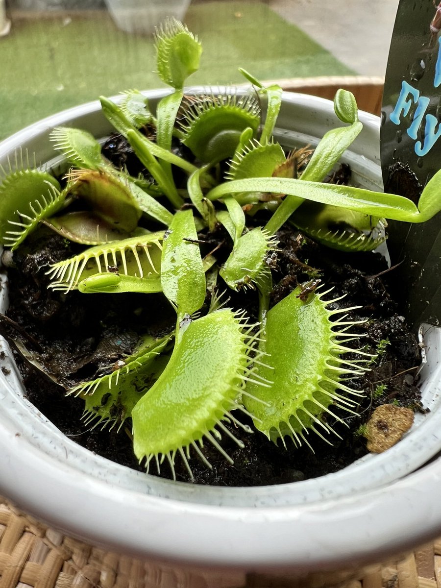 ジャパンダマン Little Nightmares III tweet media