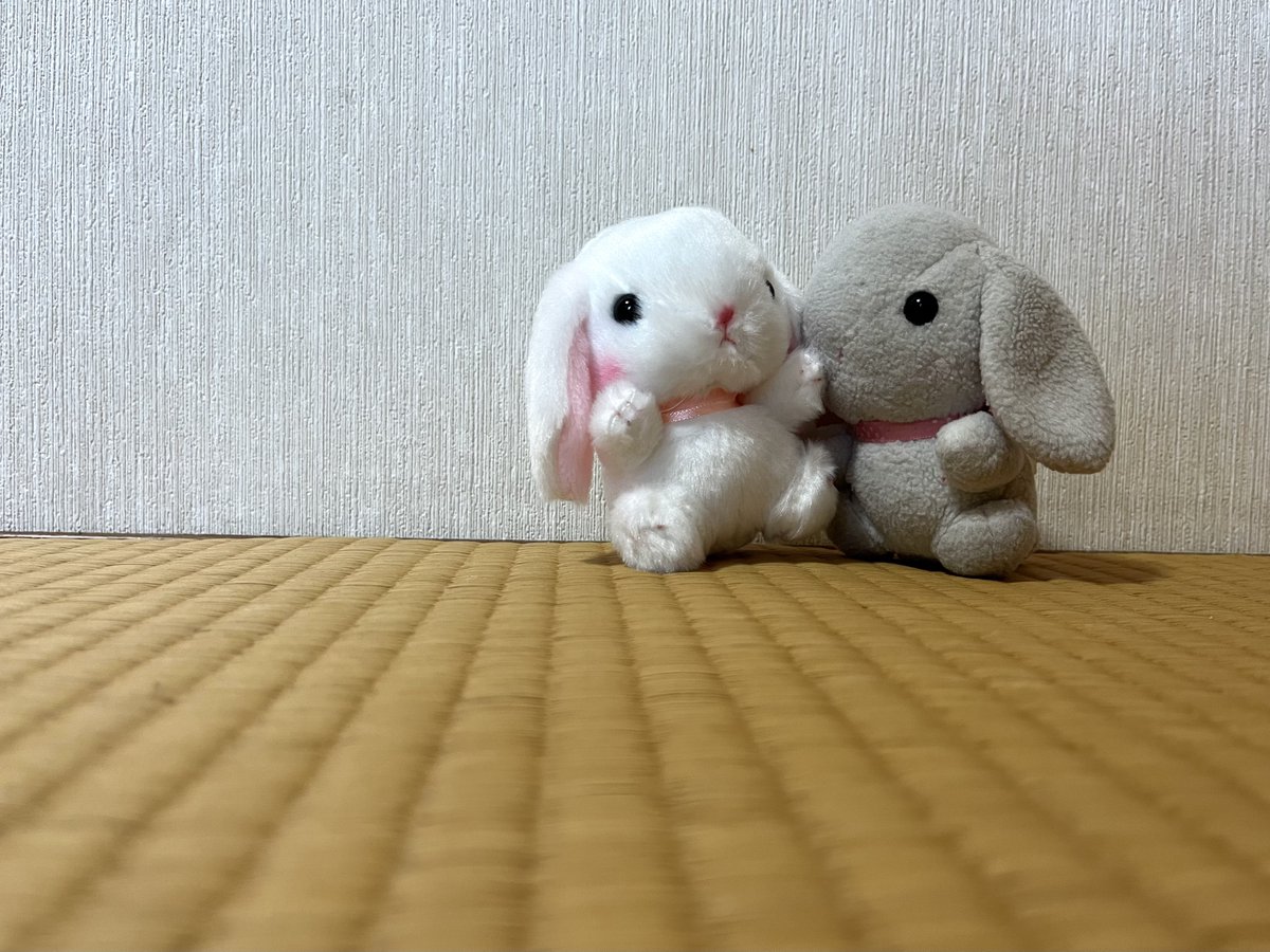 ytkun's tweet photo. おおっと、長年の任務でドスのきいた顔に仕上がった先代がいきなり仕掛ける！

しかし二代目も負けてはいないぞ。両者睨み合いだ!!

なるほど、厳しい任務に耐えられる実力はありそうだ。これなら先代も認めざるを得まい。 #ファンシーズ https://t.co/SD477HwrOI