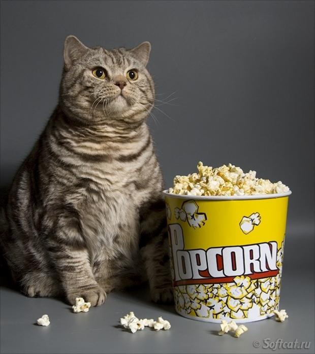HumbleSportsGuy's tweet photo. Me reading #FireSaban tweets from Bama's spoiled-ass fanbase after a 12-2 season and another SEC championship https://t.co/hxdrgu7n3y