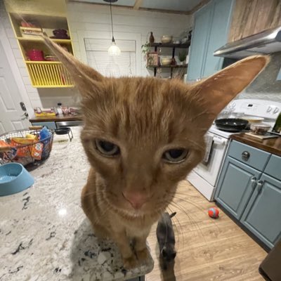 mcgeeforrestcat's tweet photo. #NewProfilePic https://t.co/4hq8LqkY7n