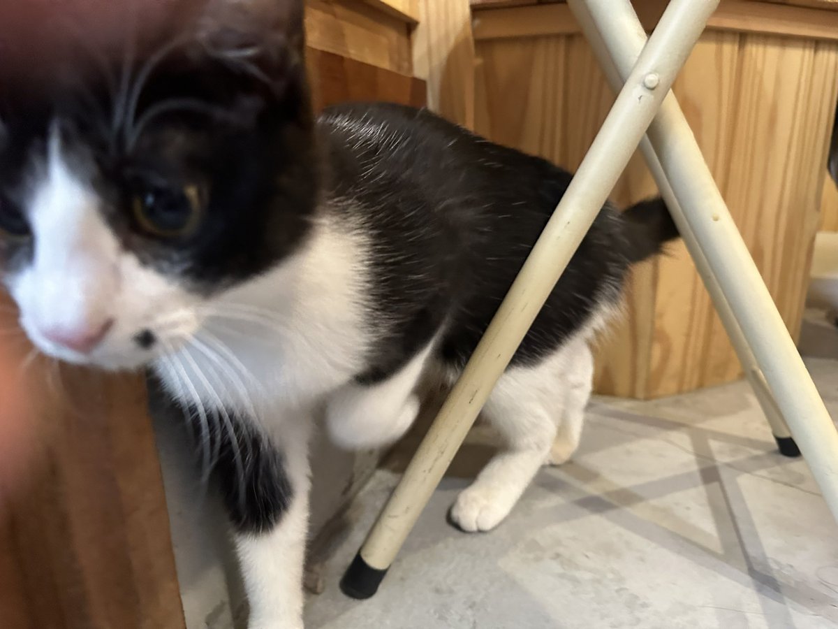 kuroneko071975's tweet photo. 長楽寺に行ってきました。
猫ちゃん達、可愛い🥰

#長楽寺
#猫寺 https://t.co/Ti0xlGCVy1