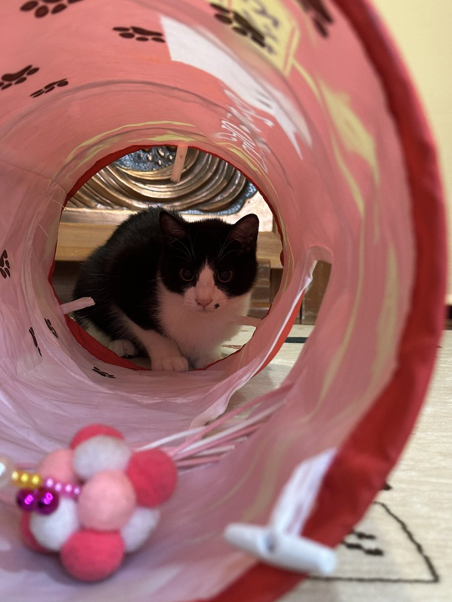 kuroneko071975's tweet photo. 長楽寺に行ってきました。
猫ちゃん達、可愛い🥰

#長楽寺
#猫寺 https://t.co/Ti0xlGCVy1