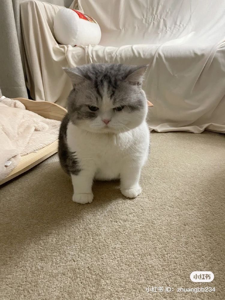 怒っています…