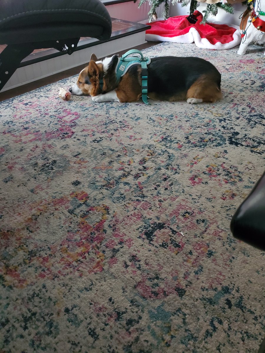 #CorgiCrew #CorgiLovers #DogsofTwitter 

First nap of New Years!