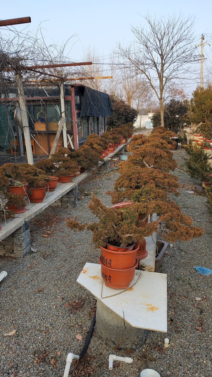 Jasonch45977478's tweet photo. In winter, the leaves of many cypress trees turn yellow. 🤣 https://t.co/2eA3zvkyVc