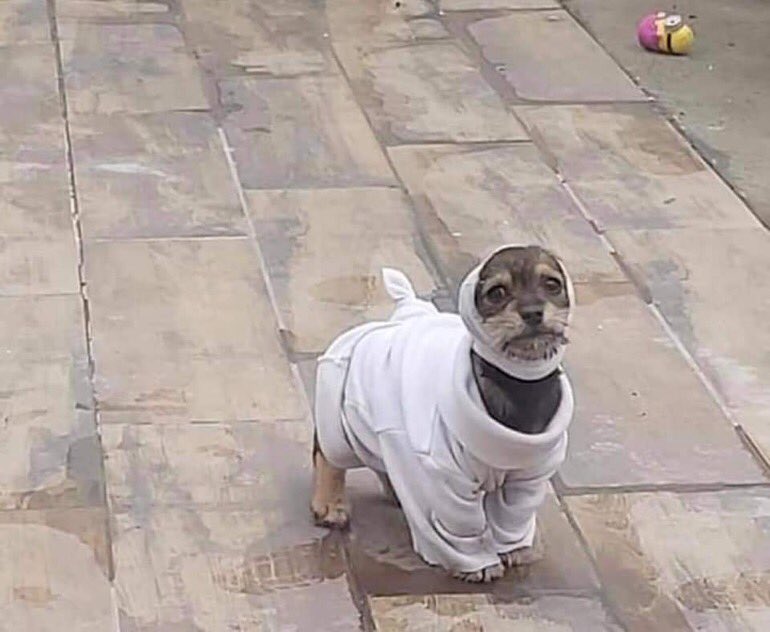 mi mamá le hizo un suéter a mi perrito para que no tenga frío pero parece que lo llevan al psiquiátrico 😭😭