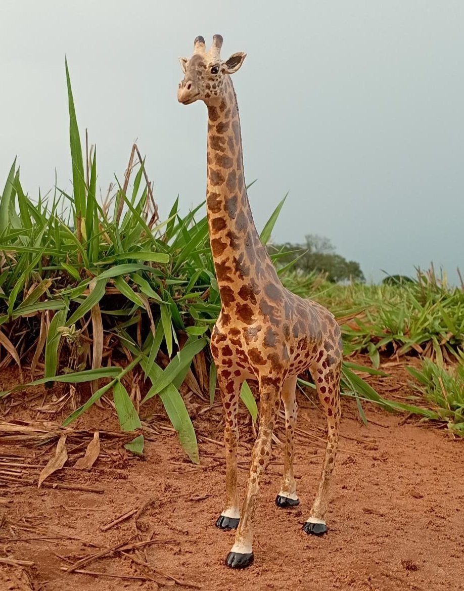 ColorDino_LSM's tweet photo. My Art. Color Dino: Girafa Masai
(Giraffa tippelskirchi) 🌿🦒🌍
#giraffe #giraffemasai #África #savana #nature https://t.co/R1pWTofYlE
