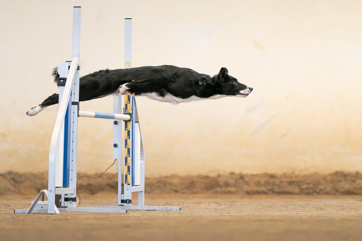 WoofWisdom's tweet photo. Woof Wisdom: “The greatest achievement is to outperform yourself.”- Farrah Gray
#WoofWisdom#woof https://t.co/SIJBrP2z5f