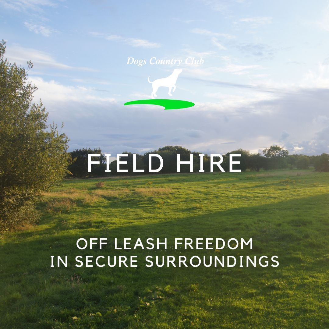 DogsCountryClu_'s tweet photo. Private Secure Field hire! We've a choice of spaces in our countryside setting, including fields with Lakes for a splash and swim! If you have a #reactivedog this is a perfect option https://t.co/lQzPoxkvea #dogscountryclub #dogparkwarrington #offlead #warrington https://t.co/hGABqBO2jB