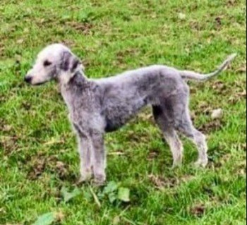 millypod1's tweet photo. 🆘14 JAN 2024 #Lost NELLIE #ScanMe
Blue/Grey Bedlington Terrier Female
#Lambrigg #Kendal South Lakeland district.
County of #Cumbria #LA8 nr by: #M6 Motorway. https://t.co/gL8Dz86eV4 https://t.co/kDtTLfdOM0