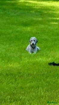 millypod1's tweet photo. 🆘14 JAN 2024 #Lost NELLIE #ScanMe
Blue/Grey Bedlington Terrier Female
#Lambrigg #Kendal South Lakeland district.
County of #Cumbria #LA8 nr by: #M6 Motorway. https://t.co/gL8Dz86eV4 https://t.co/kDtTLfdOM0