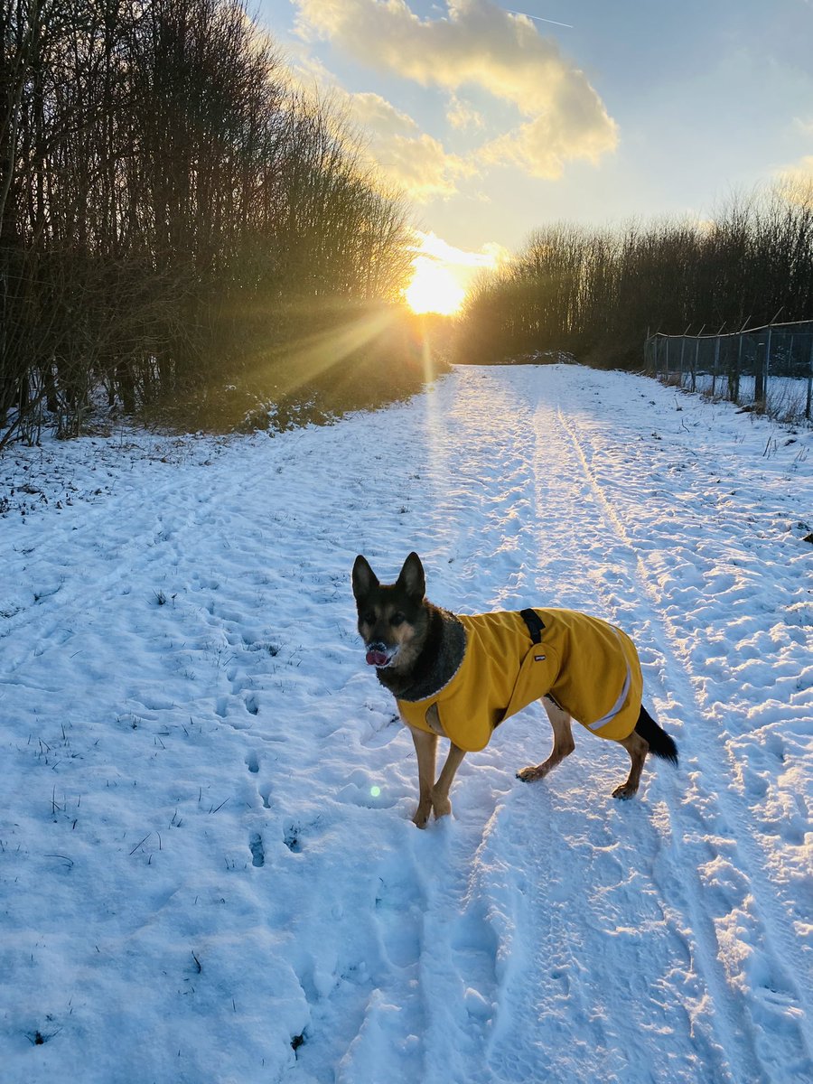 Blije hond, blij baasje 💛