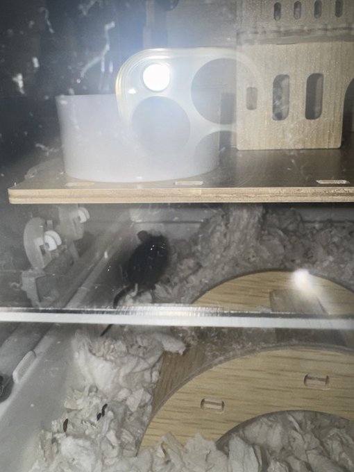 Because of the cold weather mice have been getting inside my house, and I&rsquo;ve been capturing them and
