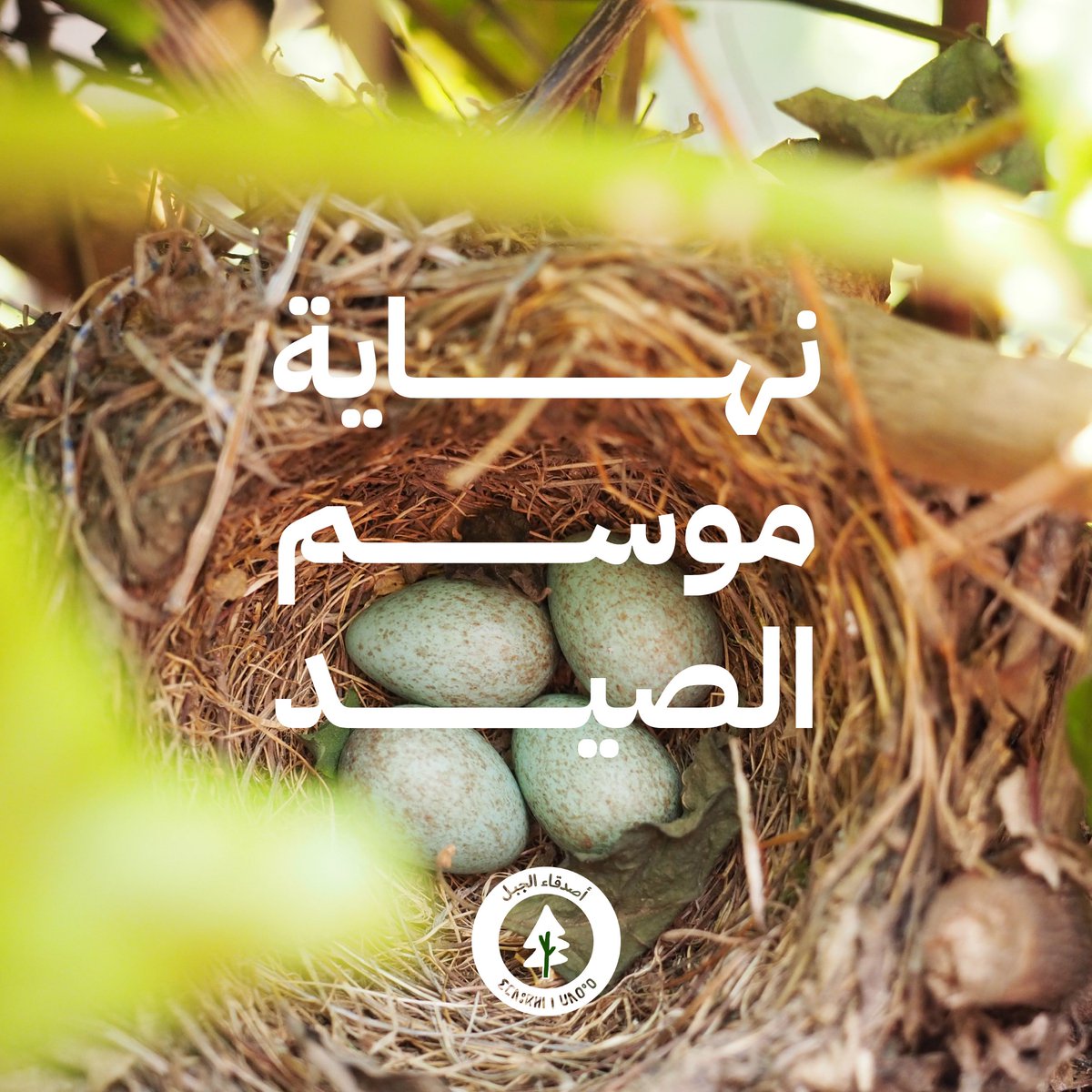 Mountain_ly's tweet photo. 🦌🐦🥚 مع انتهاء موسم الصيد، يبدأ موسم حيوي للحيوانات والطيور البرية - موسم التزاوج والتكاثر. 

هذا الوقت حاسم للحفاظ على توازن النظام البيئي وضمان استمرار الأنواع. https://t.co/hcPrVysJ9B