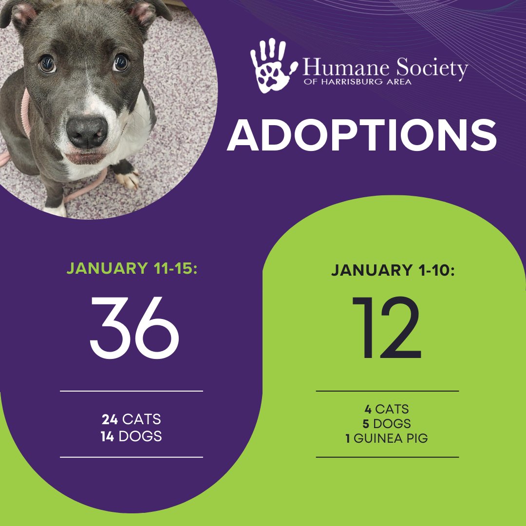 It has been an incredible 5 days since announcing our affiliation with @BrandywineValleySPCA.  Your support has been amazing, with 36 adoptions in the past 5 days.  Compare that to 12 adoptions the first 10 days of January! 💖