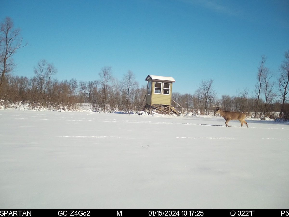 trailcamjunkies's tweet photo. Walking in a winter wonderland…. @spartancamera https://t.co/hwRP7c6a4G