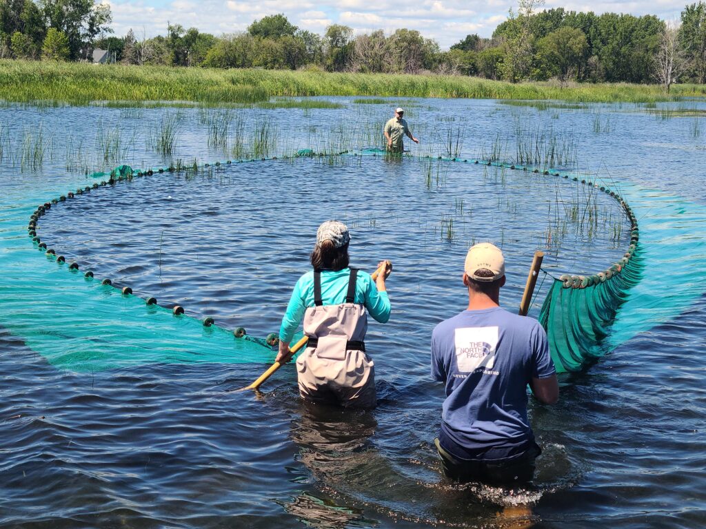 Wisconsin Sea Grant (@uwiscseagrant) on Twitter photo For fisheries outreach specialist Titus Seilheimer's favorite project of 2023, we're rewinding to when the world was warm and green. Seilheimer worked on #manoomin (wild rice) restoration and research in the bay of #GreenBay.
Read more: seagrant.wisc.edu/blog/tossing-s…
<a href="/DrFishSG/">Titus Seilheimer</a> For fisheries outreach specialist Titus Seilheimer's favorite project of 2023, we're rewinding to when the world was warm and green. Seilheimer worked on #manoomin (wild rice) restoration and research in the bay of #GreenBay.
Read more: seagrant.wisc.edu/blog/tossing-s…
<a href="/DrFishSG/">Titus Seilheimer</a>