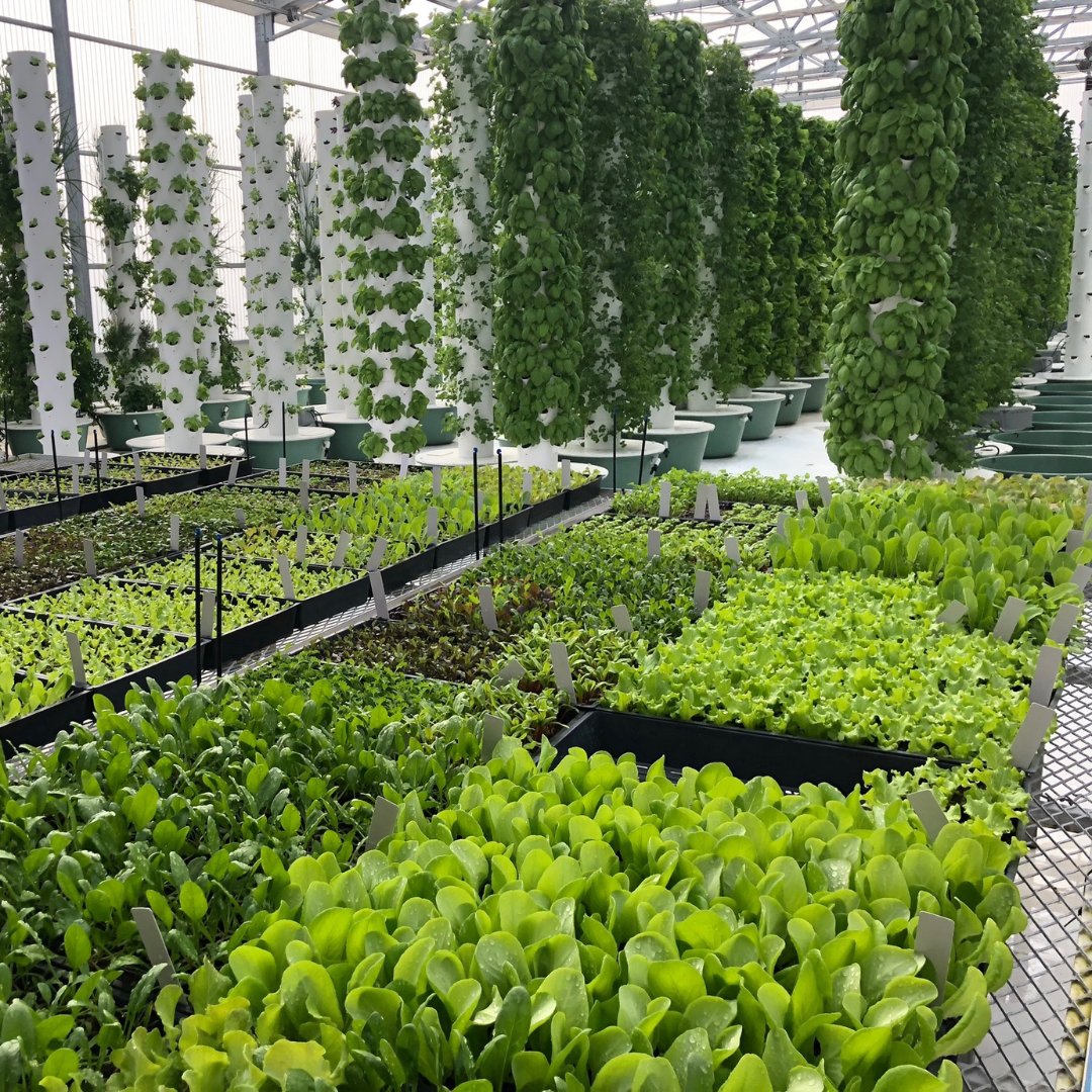 The Benefits of Growing Tomatoes On A Tower Garden

Read more: 1l.ink/DNM7848

#BeaudryGardenDesign #LandscapeDesign #Environmentalism #Landscaping #OutdoorLiving #Garden #Barbecue #PatioDesign #CommunityGreen #GardenSanctuary #Sanctuary