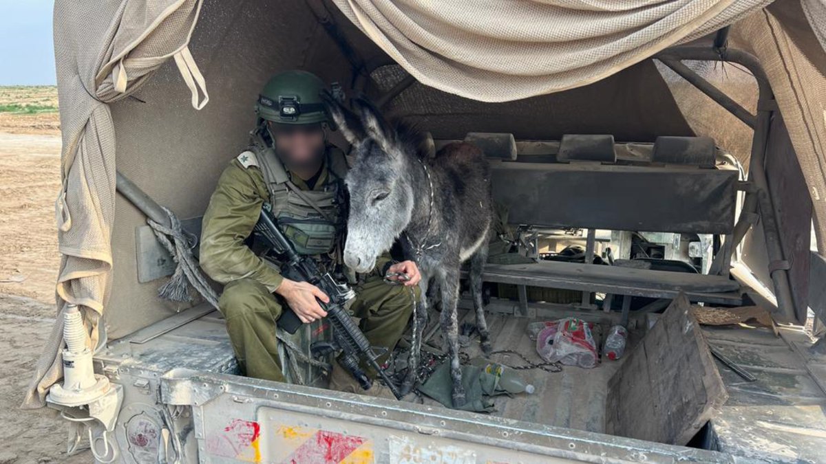 Network4Animals's tweet photo. Recent events in the #MiddleEast have left countless innocent animals, esp. #donkeys and #horses, in dire circumstances. Your immediate support can be a lifeline! Join us NOW in this urgent mission to save lives and bring hope. PLEASE DONATE via the link: https://t.co/Vl77lkuovB https://t.co/6svJgR0zm9