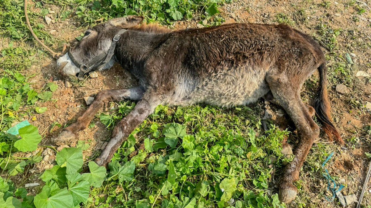 Network4Animals's tweet photo. Recent events in the #MiddleEast have left countless innocent animals, esp. #donkeys and #horses, in dire circumstances. Your immediate support can be a lifeline! Join us NOW in this urgent mission to save lives and bring hope. PLEASE DONATE via the link: https://t.co/Vl77lkuovB https://t.co/6svJgR0zm9