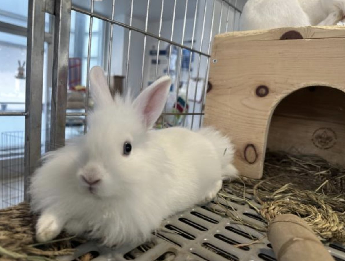 LACityPets's tweet photo. Meet Sparkle #A2110073 and Moonlight #A2110071! 🐰 Hop on over to our North Central Center and adopt these cuties today! #lacitypets #HumaneLA #adopt #rabbitsofLA https://t.co/m7Hd3zyanP