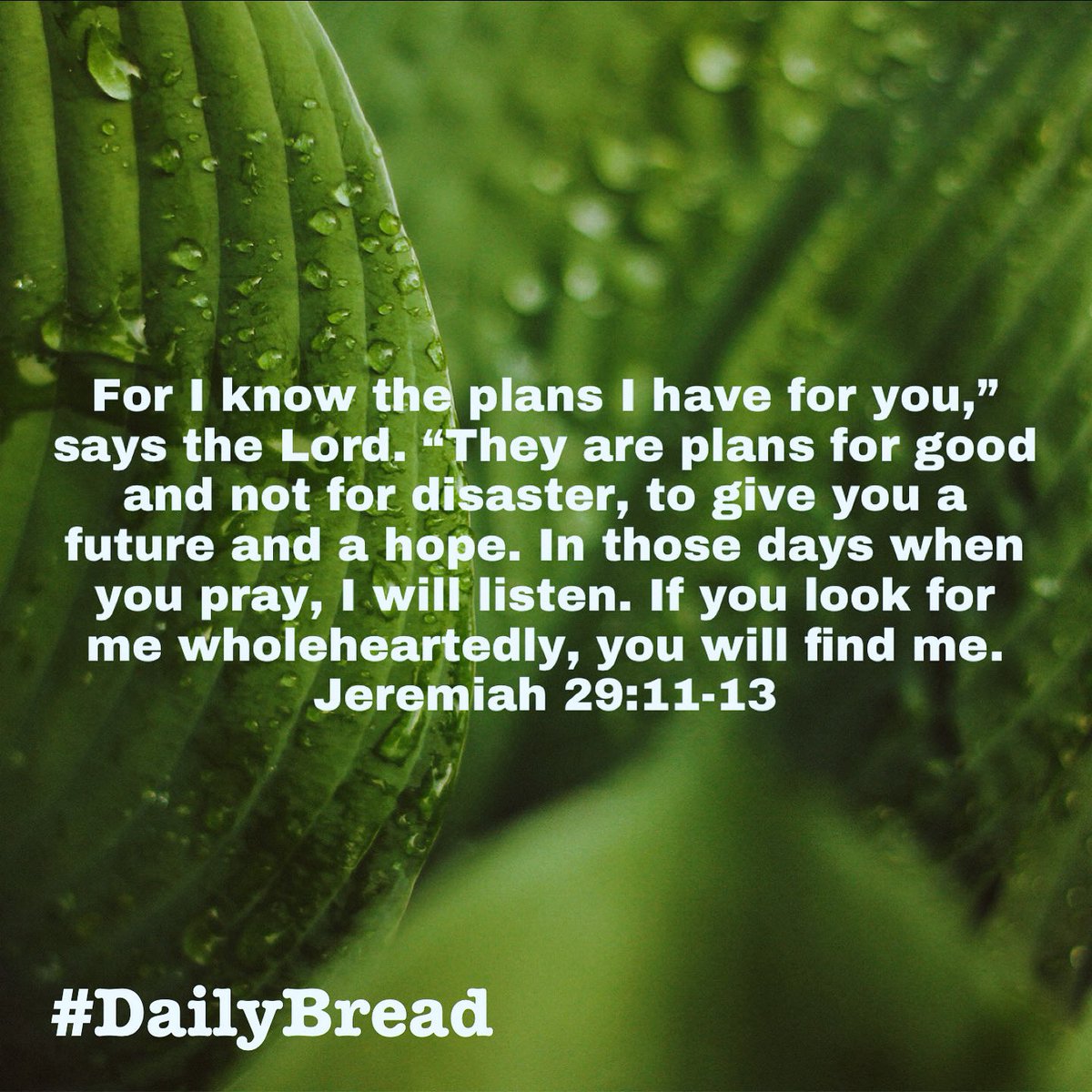 If you look for Me wholeheartedly, you will find Me… 
#Jeremiah 29:11-13
#DailyBread #GodsPlan #SeekTheLord #SpeakLife