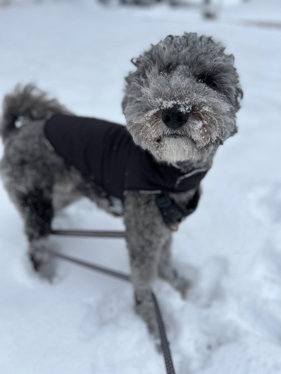 winston &amp; snow: a love story ❄️